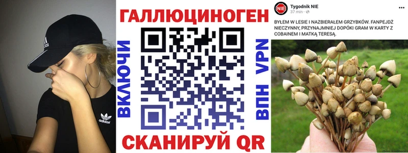 Псилоцибиновые грибы Psilocybine cubensis  хочу   Мезень 